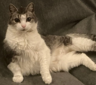 zsazsa, the cat the project is named after